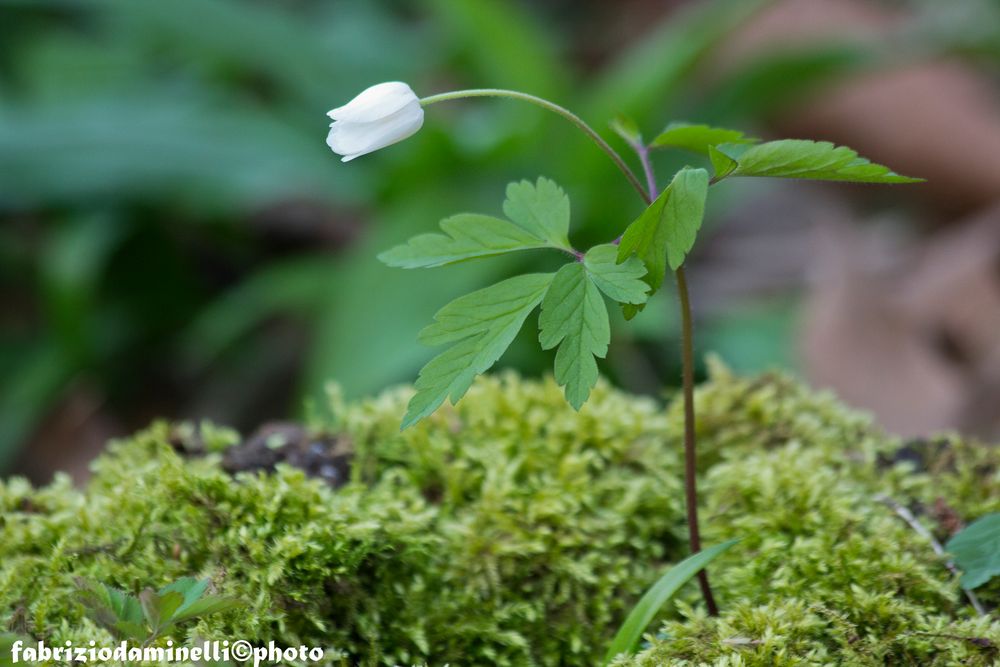 anemone nemorosa