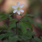 Anemone nemorosa