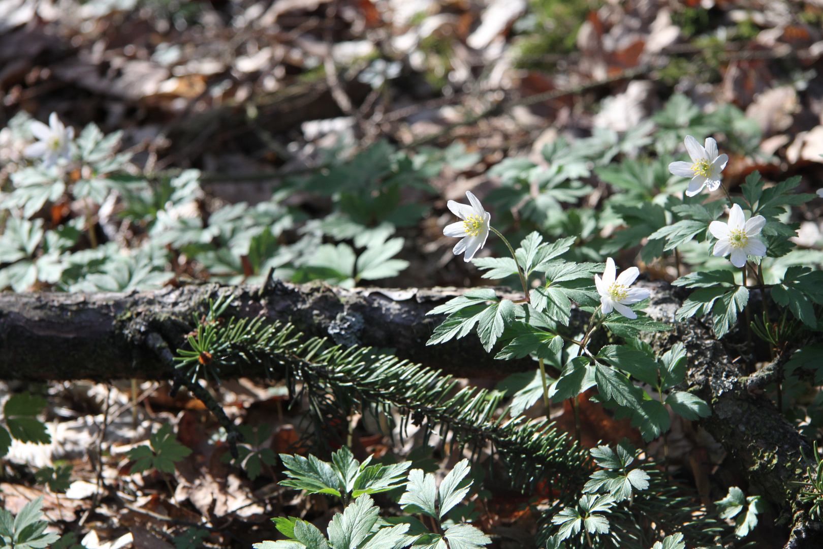 Anemone nemorosa