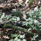 Anemone nemorosa