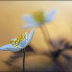 Anemone nemorosa