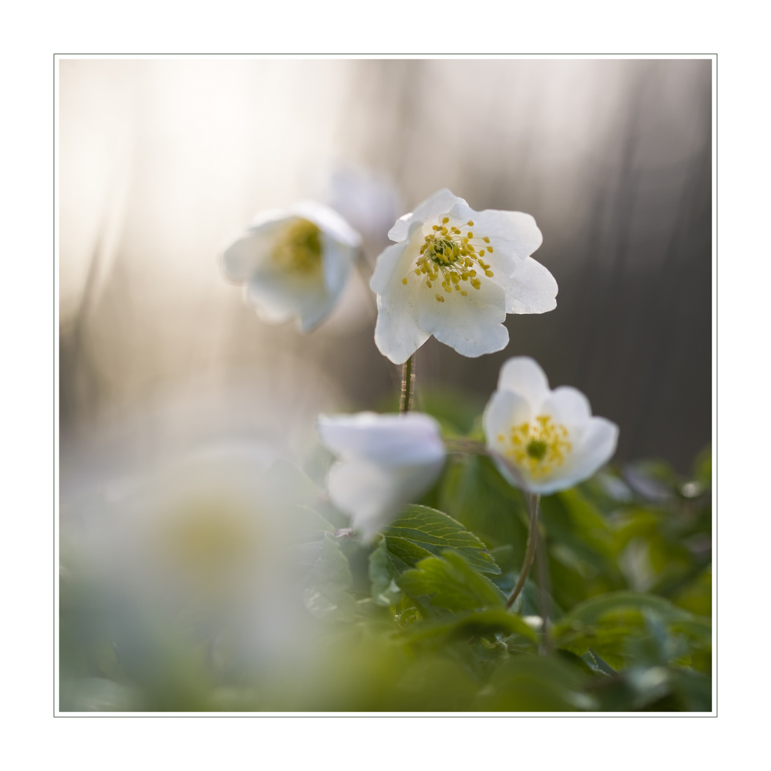 Anemone nemorosa