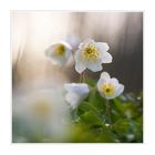 Anemone nemorosa