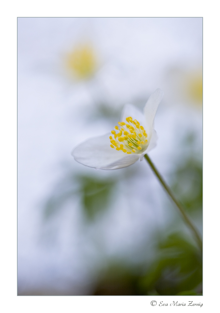 Anemone nemorosa (Buschwindroeschen)