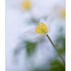 Anemone nemorosa (Buschwindroeschen)