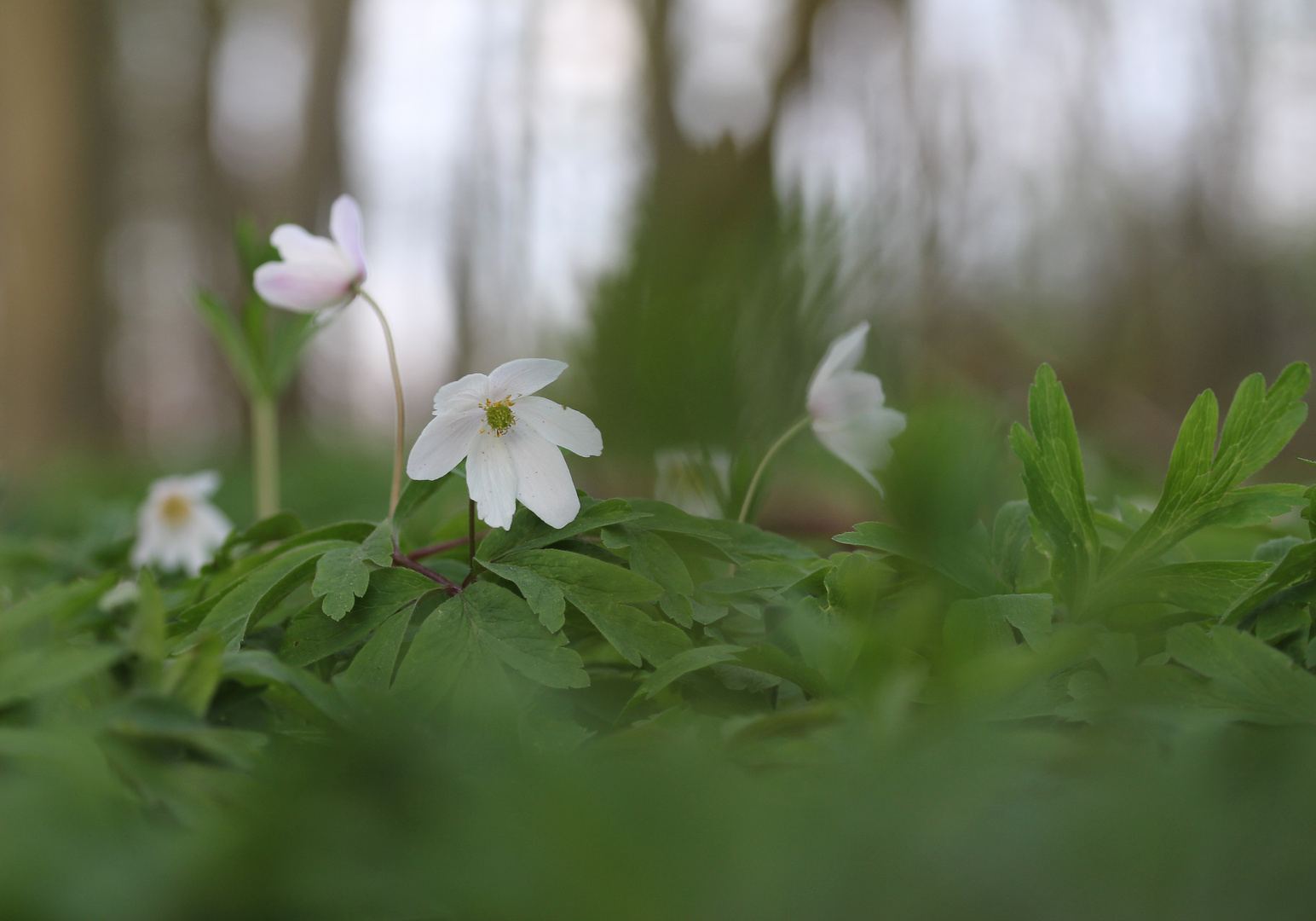 Anemone nemorosa - Buschwindröschen