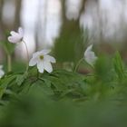 Anemone nemorosa - Buschwindröschen