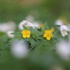 Anemone nemorosa - Buschwindröschen