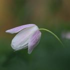 Anemone nemorosa - Buschwindröschen II