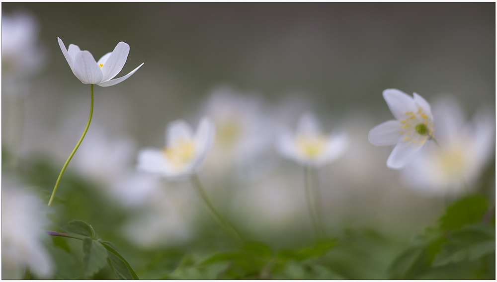 Anemone nemorosa