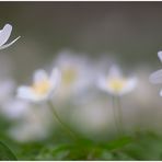 Anemone nemorosa