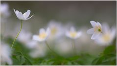 Anemone nemorosa