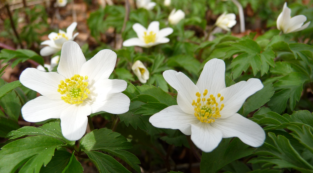 . anemone nemorosa .