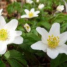 . anemone nemorosa .