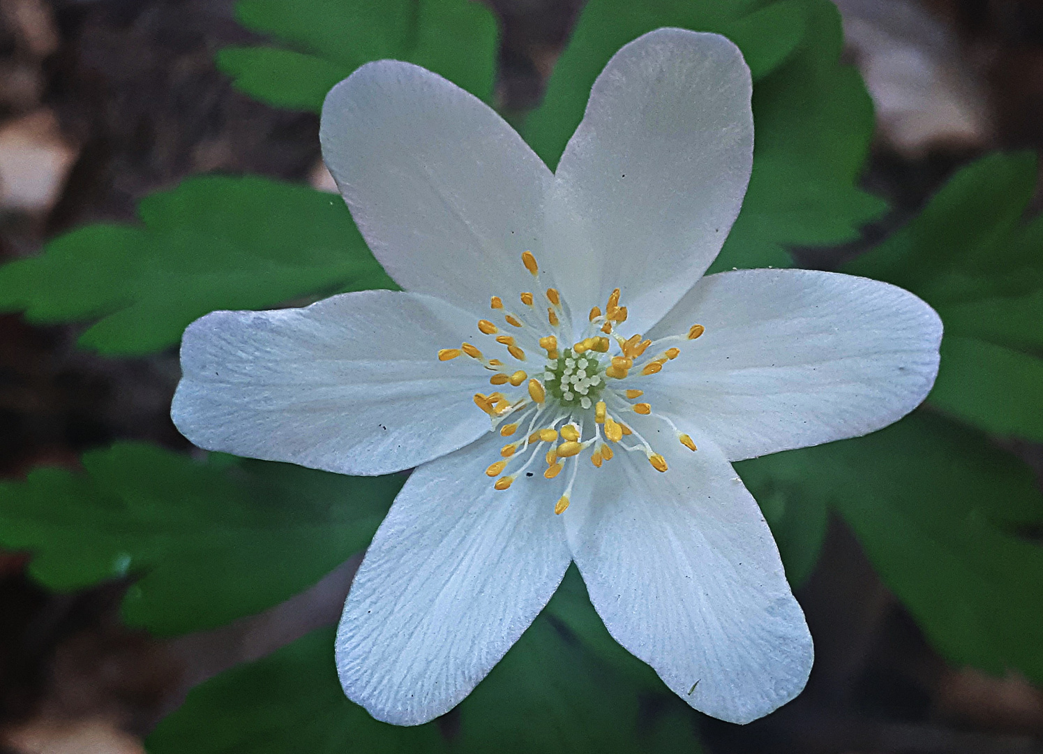 Anemone Nemorosa