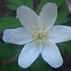 Anemone Nemorosa