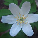 Anemone Nemorosa