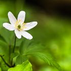 Anemone nemorosa