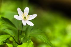 Anemone nemorosa