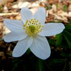 Anemone nemorosa