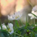 ~Anemone nemorosa~