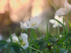 ~Anemone nemorosa~