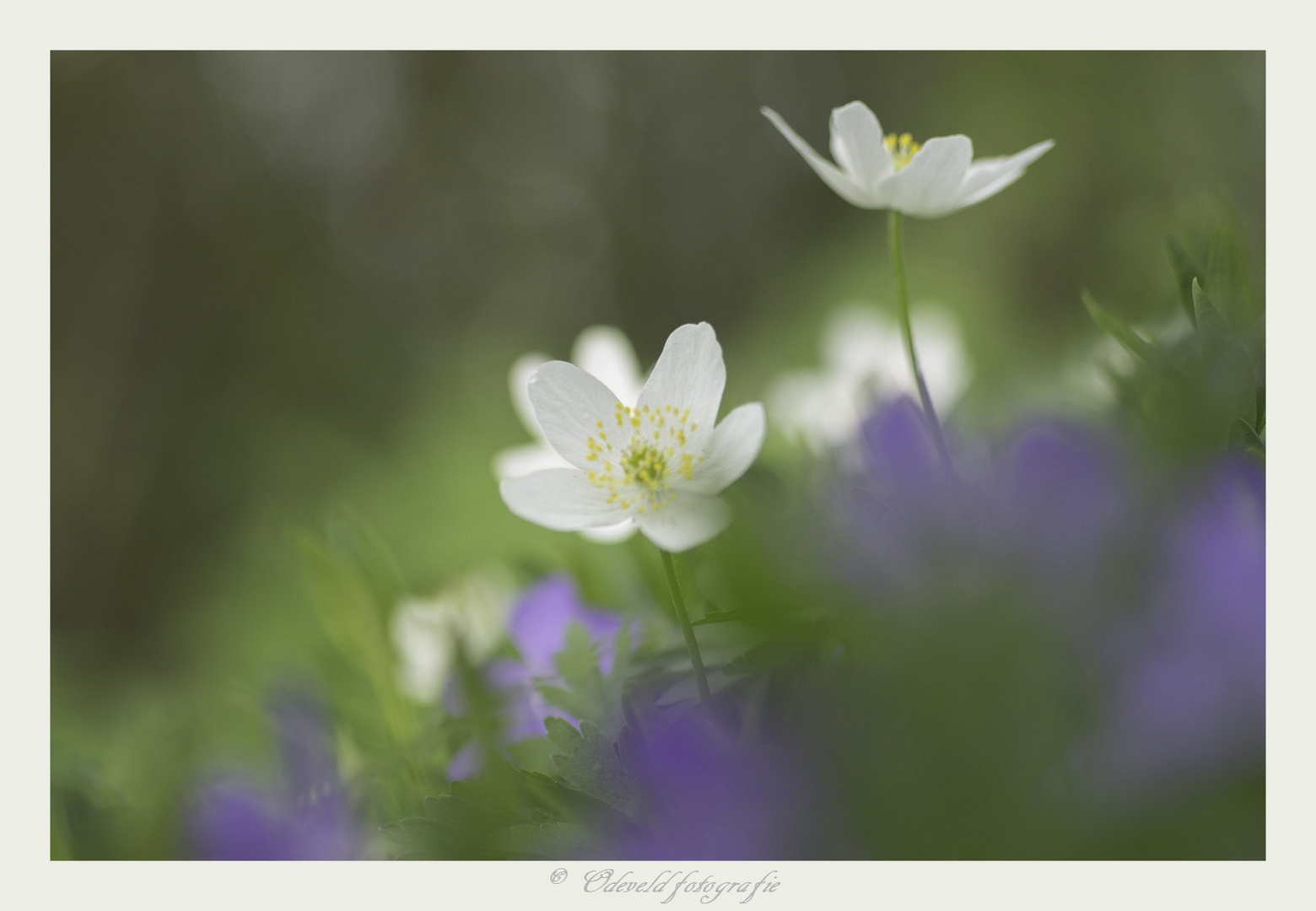 Anemone nemorosa