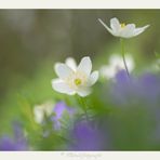 Anemone nemorosa