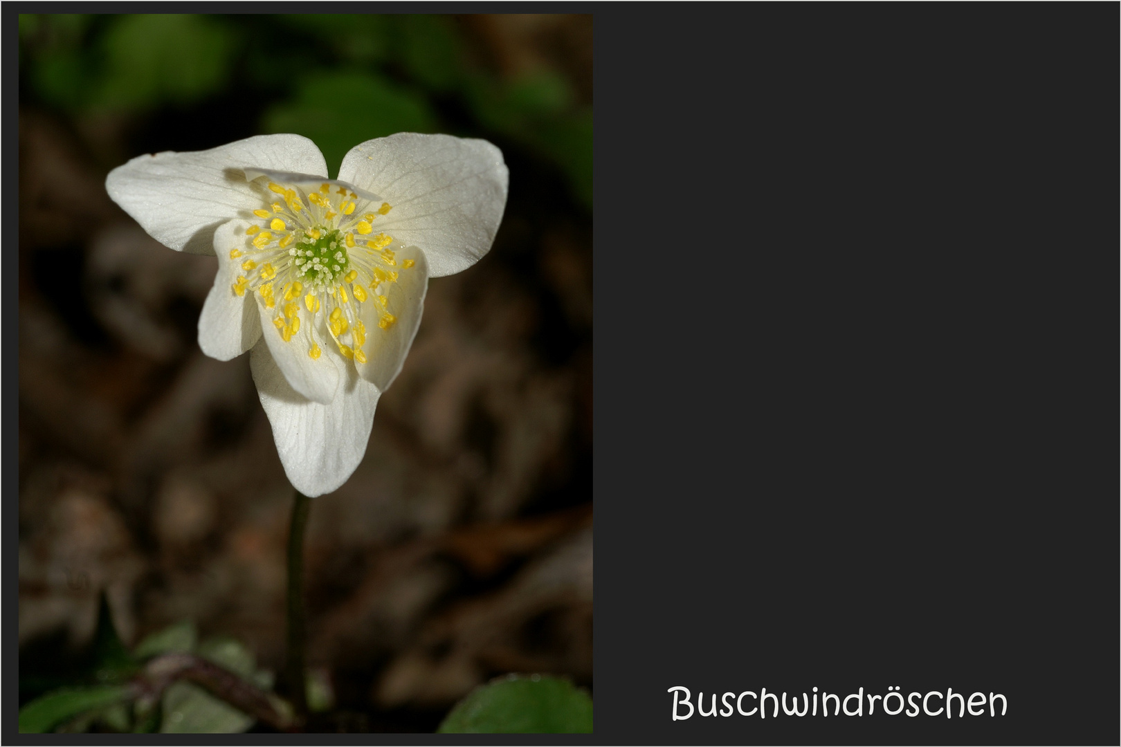 Anemone nemorosa