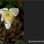 Anemone nemorosa