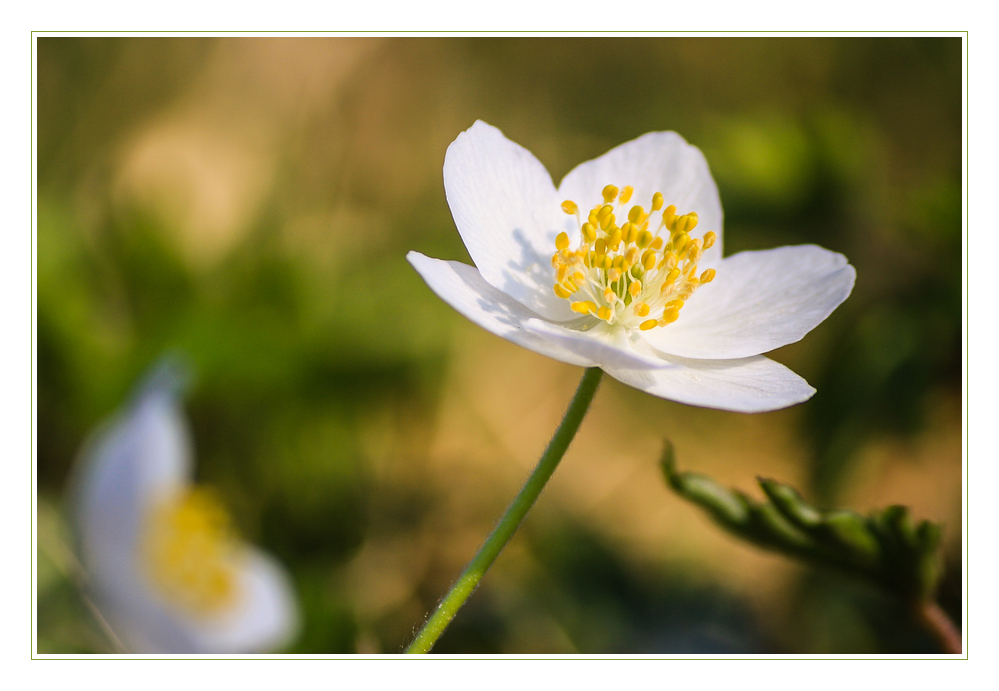 * Anemone nemorosa *