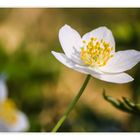 * Anemone nemorosa *