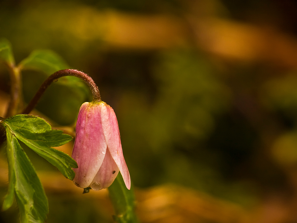 Anemone nemorosa