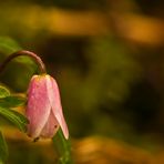 Anemone nemorosa