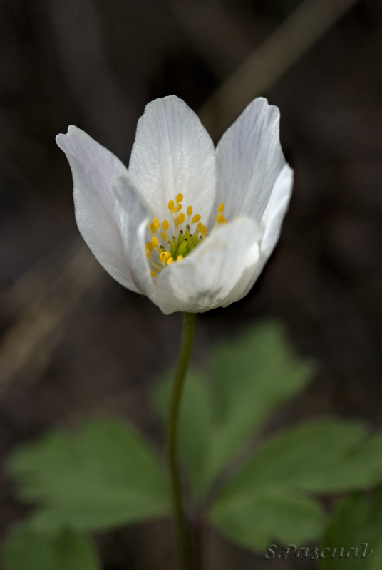 Anemone nemorosa