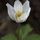 Anemone nemorosa