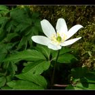 anemone nemorosa