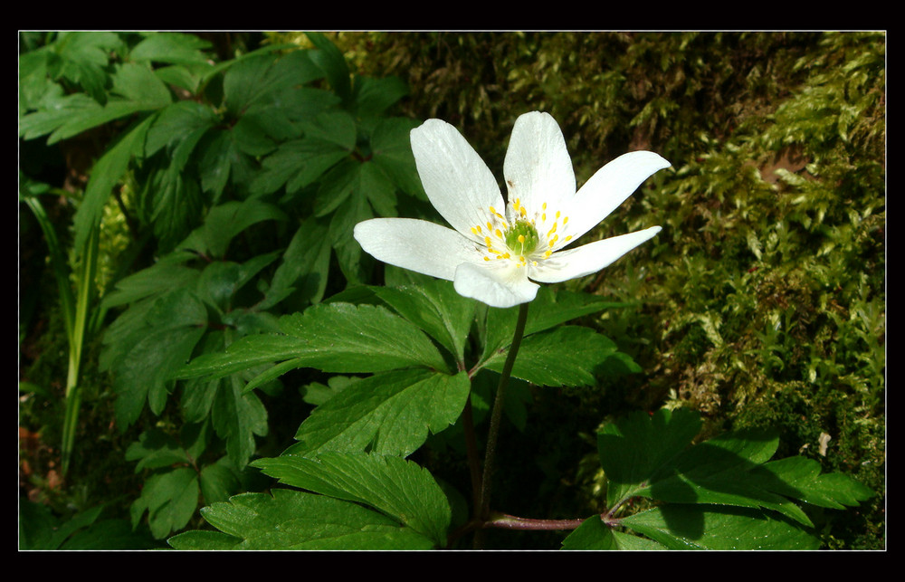 anemone nemorosa