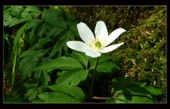 anemone nemorosa