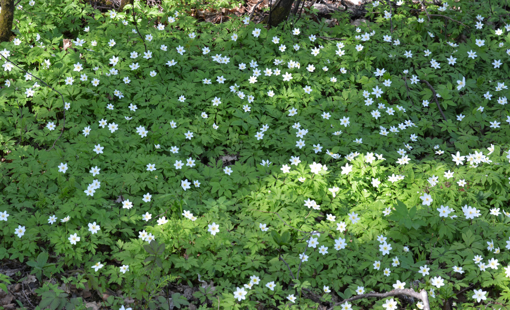 Anemone nemorosa field