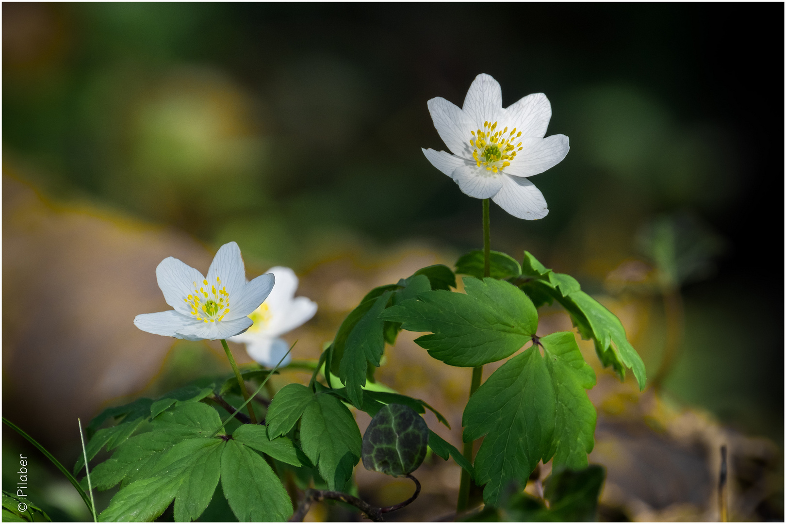 Anemone nemorosa I Foto & Bild wald, natur, frühblüher Bilder auf