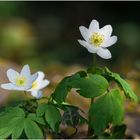 Anemone nemorosa I