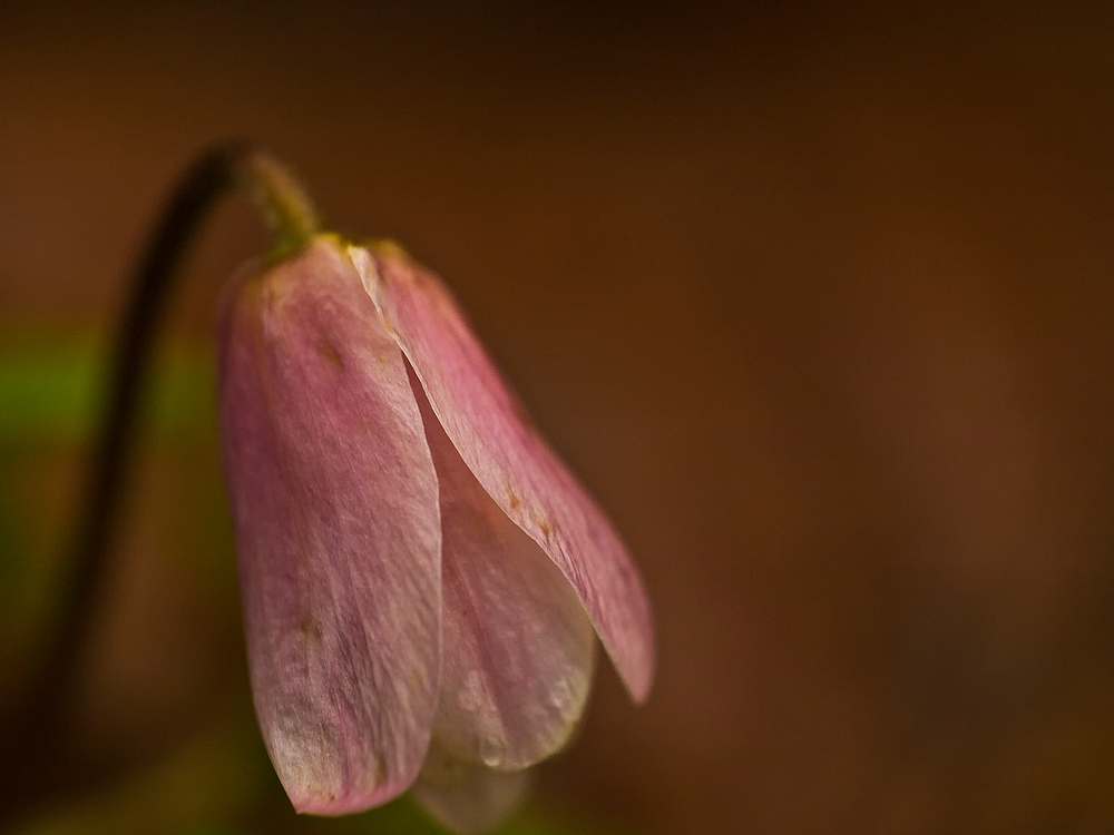 Anemone nemorosa II