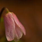 Anemone nemorosa II