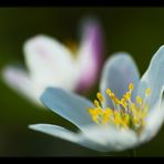 | Anemone nemorosa II |