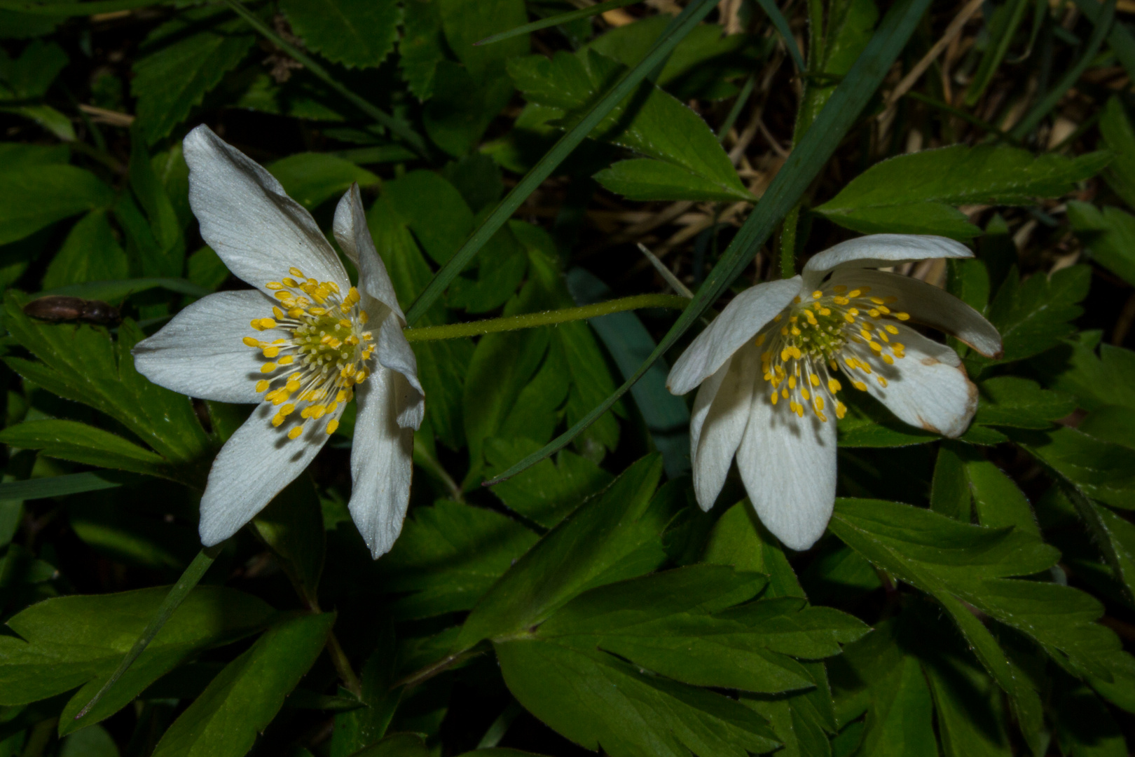 Anemone nemorosa II