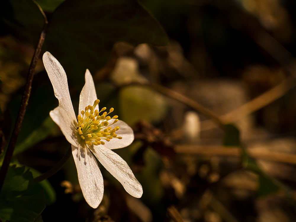 Anemone nemorosa III