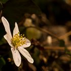 Anemone nemorosa III