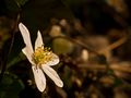 Anemone nemorosa III von Jörg Klüber 