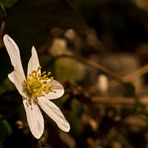 Anemone nemorosa III